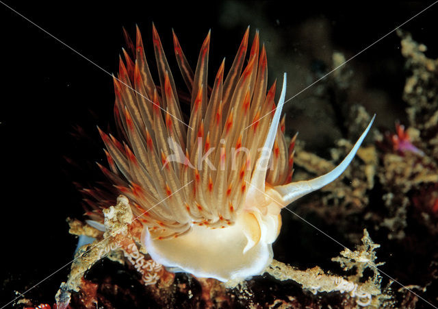 Orange Sea Slug (Godiva banyulensis)