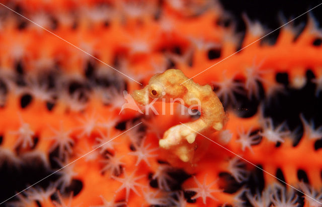 Denise’s Pygmy Seahorse (Hippocampus denise)