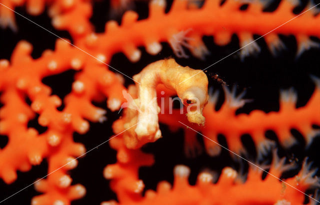 Denise’s Pygmy Seahorse (Hippocampus denise)