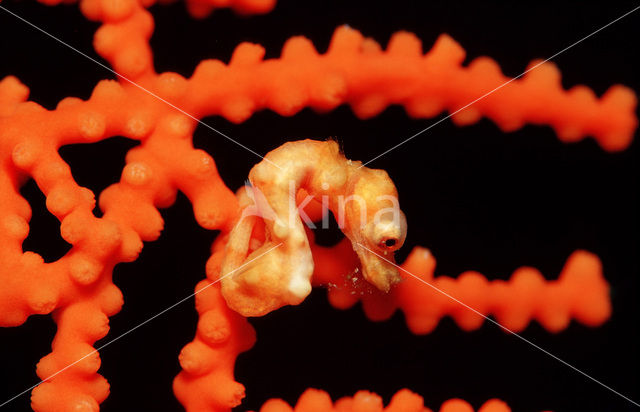 Denise’s Pygmy Seahorse (Hippocampus denise)