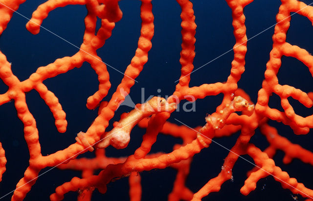 Denise’s Pygmy Seahorse (Hippocampus denise)