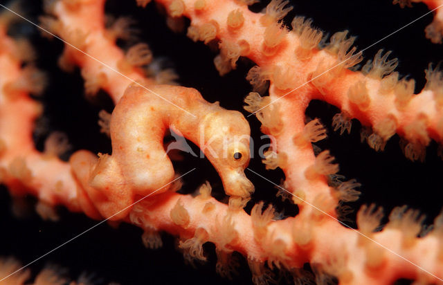 Denise’s Pygmy Seahorse (Hippocampus denise)