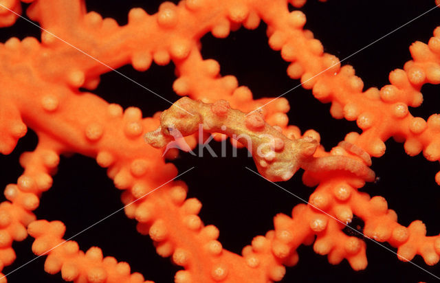 Denise’s Pygmy Seahorse (Hippocampus denise)