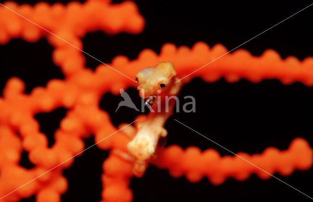 Denise’s Pygmy Seahorse (Hippocampus denise)