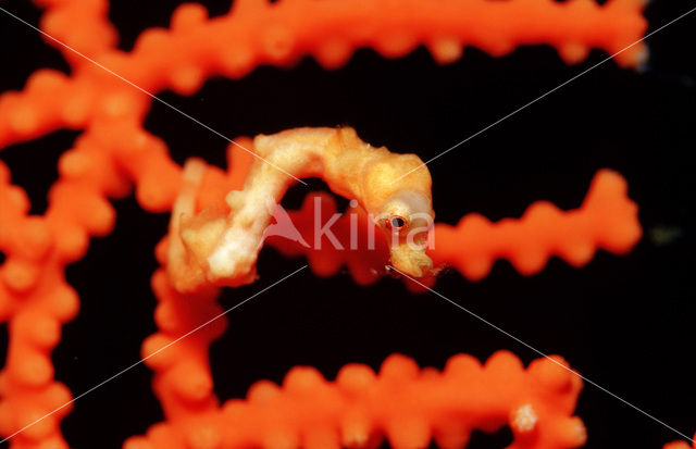 Denise’s Pygmy Seahorse (Hippocampus denise)