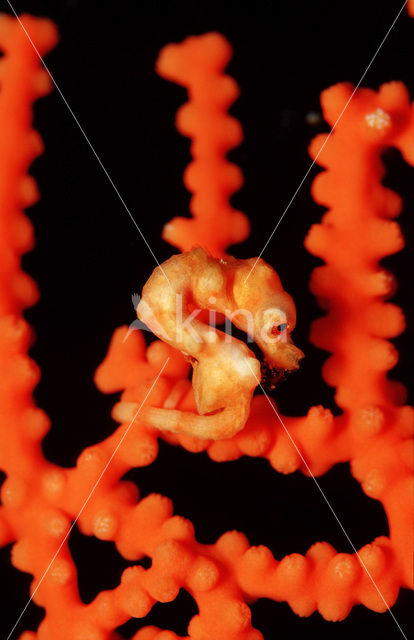 Denise’s Pygmy Seahorse (Hippocampus denise)