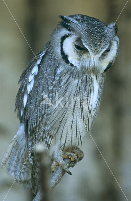 Dwergooruil (Otus scops)