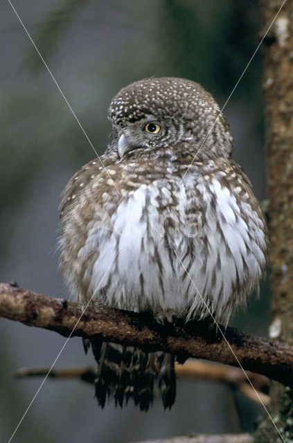 Eurasian Pygmy-Owl (Glaucidium passerinum)