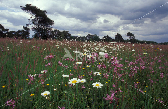 Echte koekoeksbloem (Lychnis flos-cuculi)