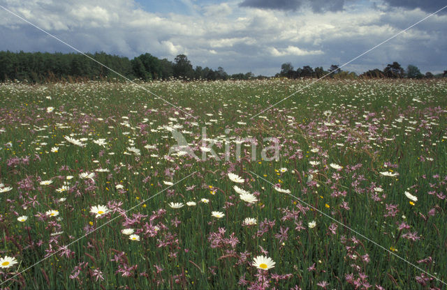 Ragged-Robin (Lychnis flos-cuculi)