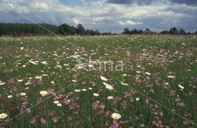 Echte koekoeksbloem (Lychnis flos-cuculi)