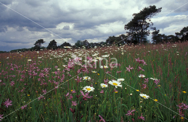 Ragged-Robin (Lychnis flos-cuculi)