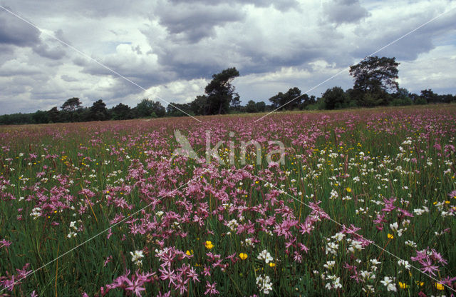 Echte koekoeksbloem (Lychnis flos-cuculi)