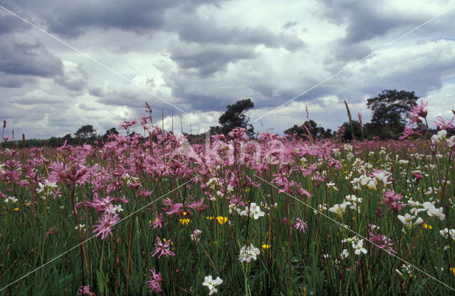 Echte koekoeksbloem (Lychnis flos-cuculi)