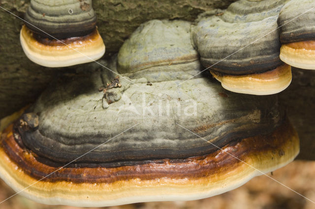 Echte tonderzwam (Fomes fomentarius)