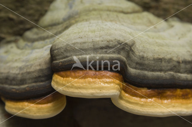 touchwood (Fomes fomentarius)