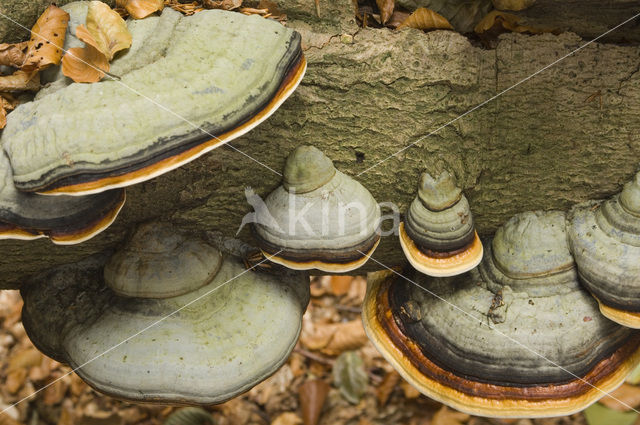 touchwood (Fomes fomentarius)