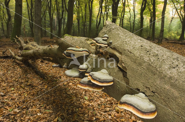 touchwood (Fomes fomentarius)