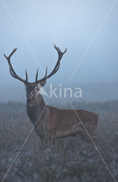 Red Deer (Cervus elaphus)
