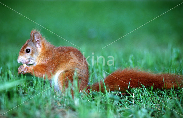 Red Squirrel (Sciurus vulgaris)