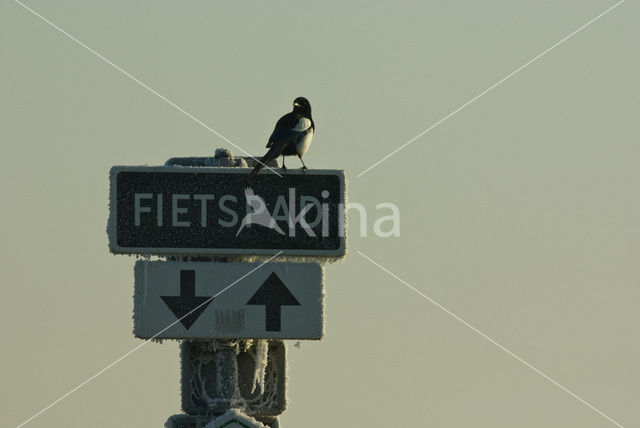 Black-billed Magpie (Pica pica)