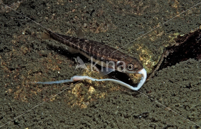 Minnow (Phoxinus phoxinus)