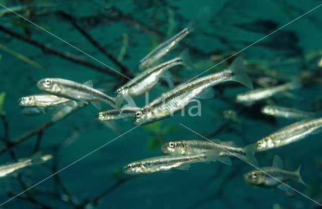 Minnow (Phoxinus phoxinus)