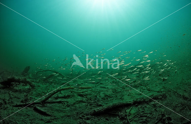 Minnow (Phoxinus phoxinus)