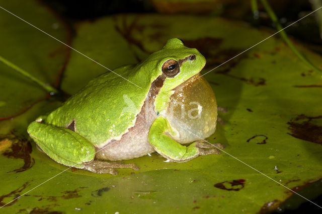 Europese boomkikker (Hyla arborea)