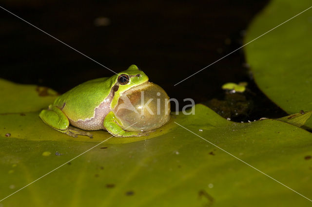 Europese boomkikker (Hyla arborea)