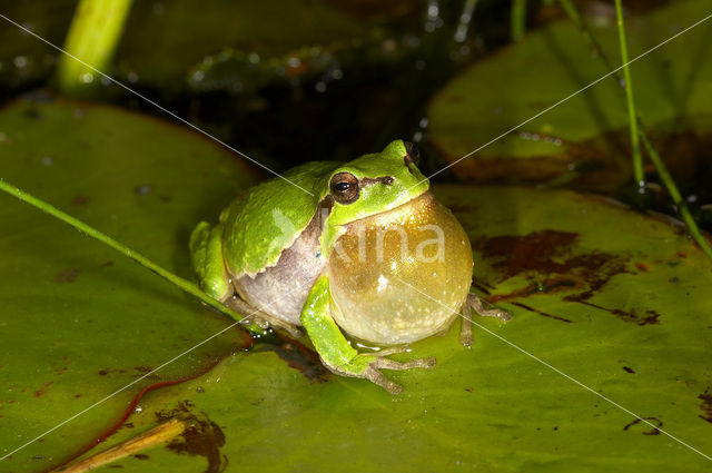 European Tree Frog (Hyla arborea)