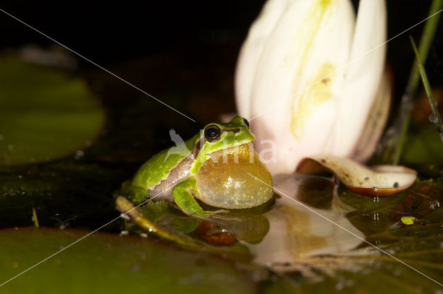 Europese boomkikker (Hyla arborea)