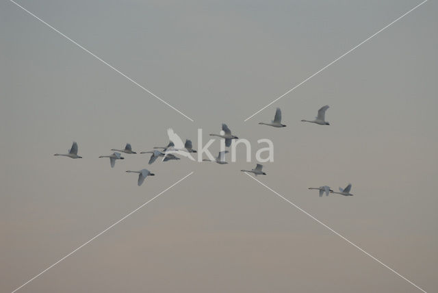 Whistling Swan (Cygnus columbianus)