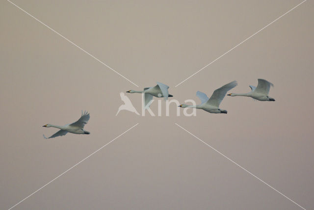 Whistling Swan (Cygnus columbianus)