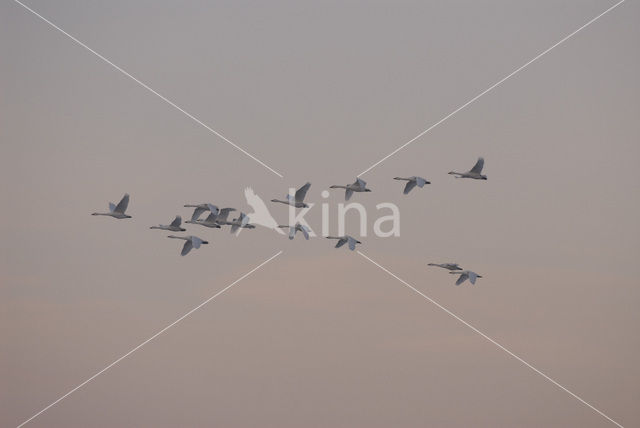 Whistling Swan (Cygnus columbianus)