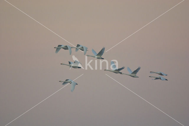 Whistling Swan (Cygnus columbianus)