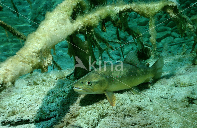 Arctic charr (Salvelinus alpinus)