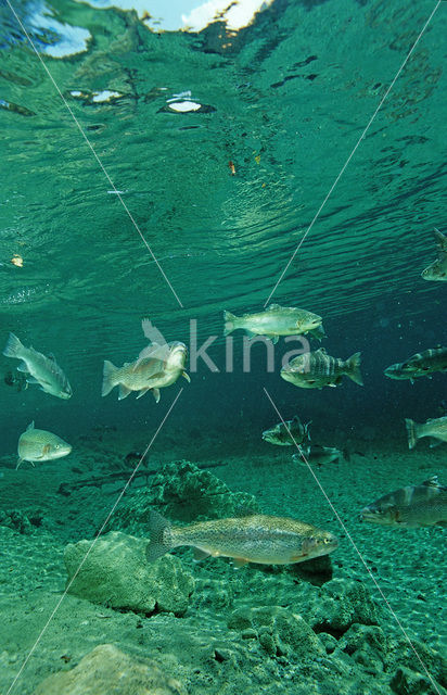 Rainbow Trout (Oncorhynchus mykiss)