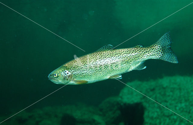 Rainbow Trout (Oncorhynchus mykiss)