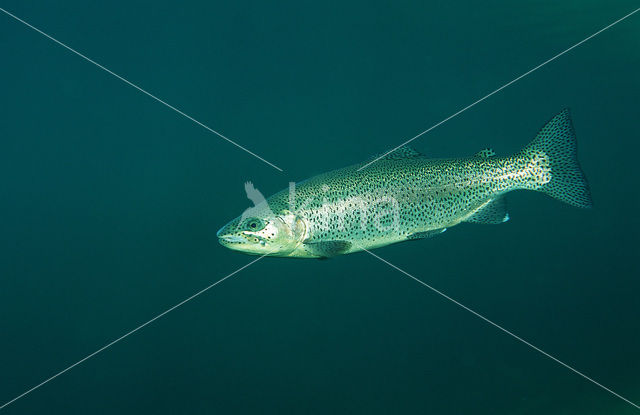 Rainbow Trout (Oncorhynchus mykiss)