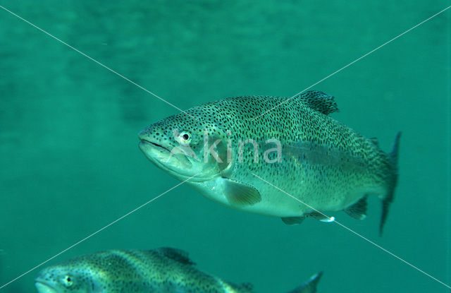 Rainbow Trout (Oncorhynchus mykiss)