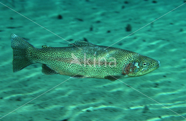 Rainbow Trout (Oncorhynchus mykiss)