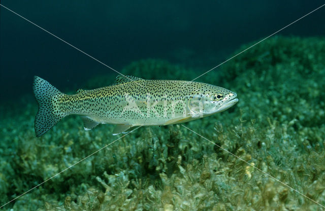 Rainbow Trout (Oncorhynchus mykiss)