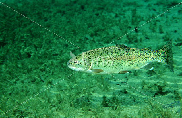 Rainbow Trout (Oncorhynchus mykiss)