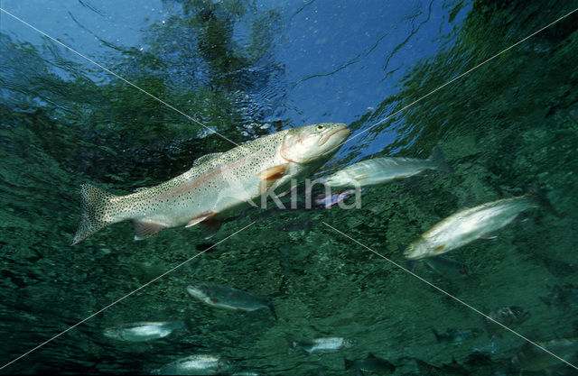 Rainbow Trout (Oncorhynchus mykiss)