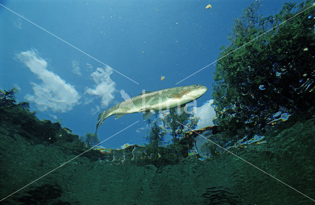 Rainbow Trout (Oncorhynchus mykiss)