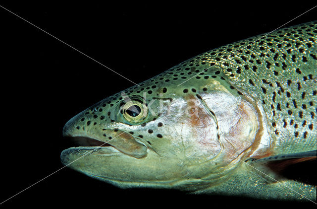 Rainbow Trout (Oncorhynchus mykiss)