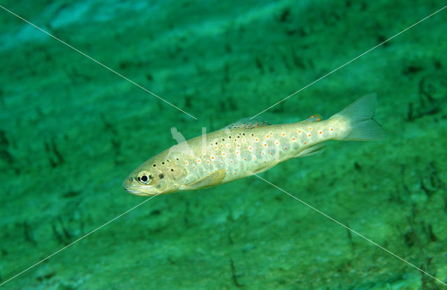 Brown Trout (Salmo trutta)