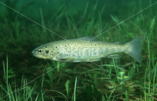 Brown Trout (Salmo trutta)