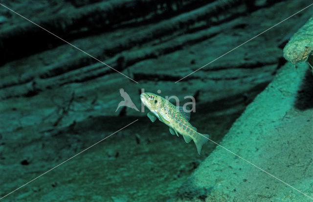 Brown Trout (Salmo trutta)